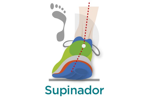Supinador Supinador