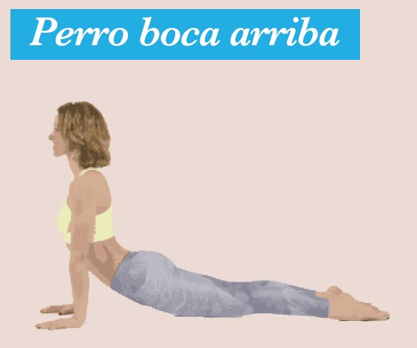Perro boca arriba Perro boca arriba