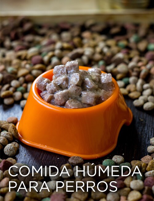 COMIDA HÚMEDA PARA PERROS COMIDA HÚMEDA PARA PERROS
