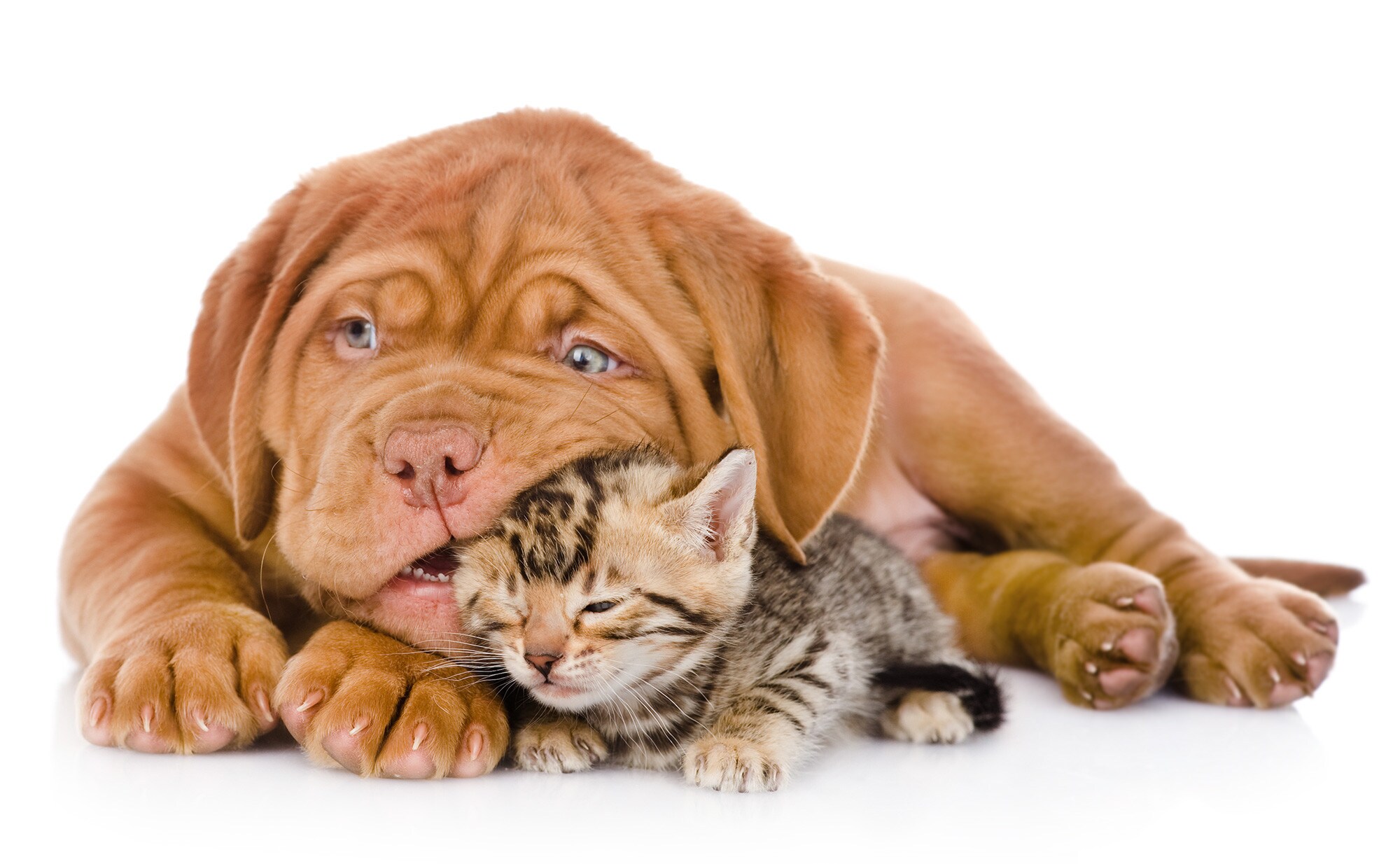 COMIDA PARA PERRO Y GATO COMIDA PARA PERRO Y GATO