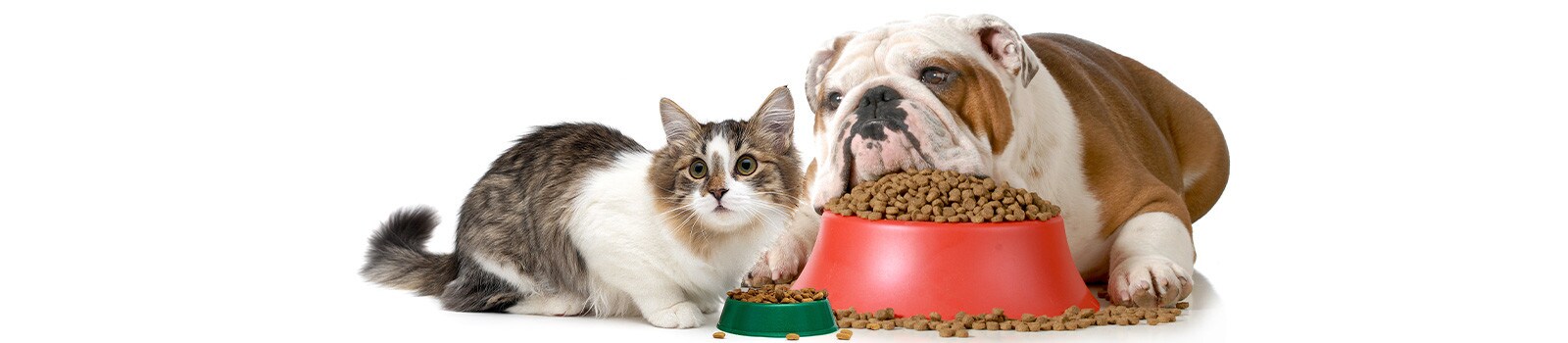 Perro y gato con cuenco Perro y gato con cuenco
