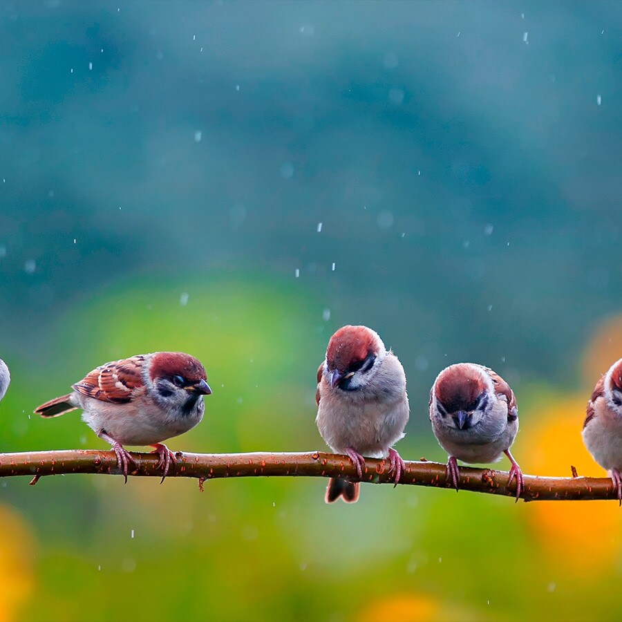 Aves Aves