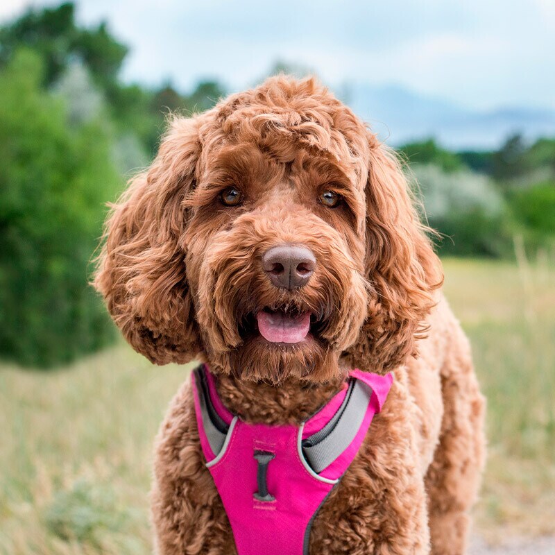 Accesorios para perrro Accesorios para perrro