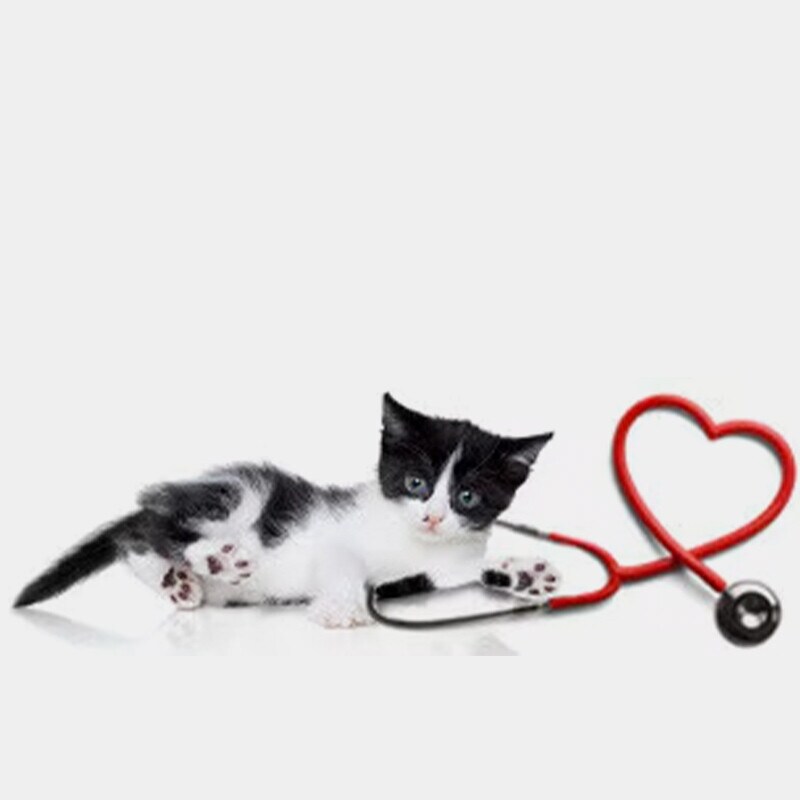 Salud para gatos Salud para gatos