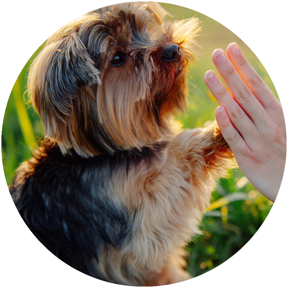 Adiestramiento para tu cachorro Adiestramiento para tu cachorro