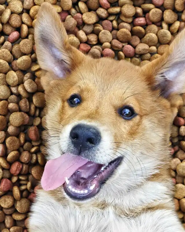 Necesidades específicas en la alimentación de un cachorro y un gatito Necesidades específicas en la alimentación de un cachorro y un gatito