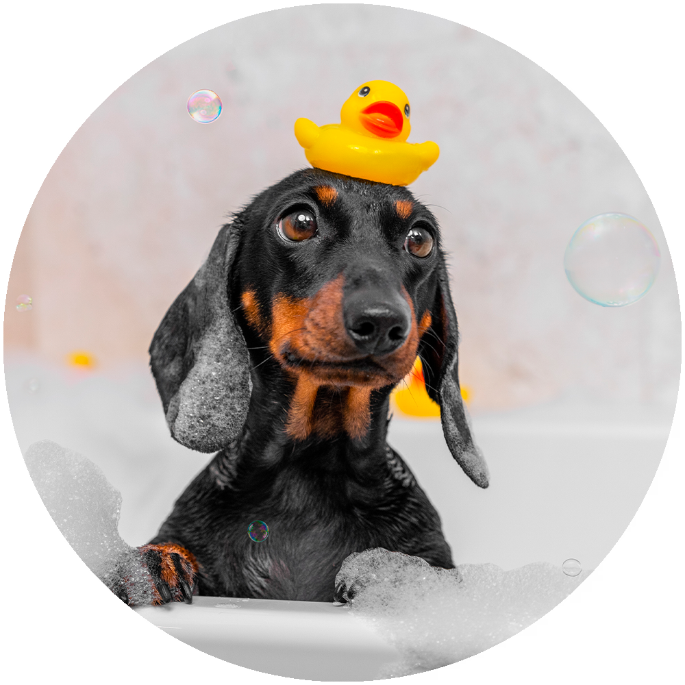 Higiene para tu cachorro Higiene para tu cachorro