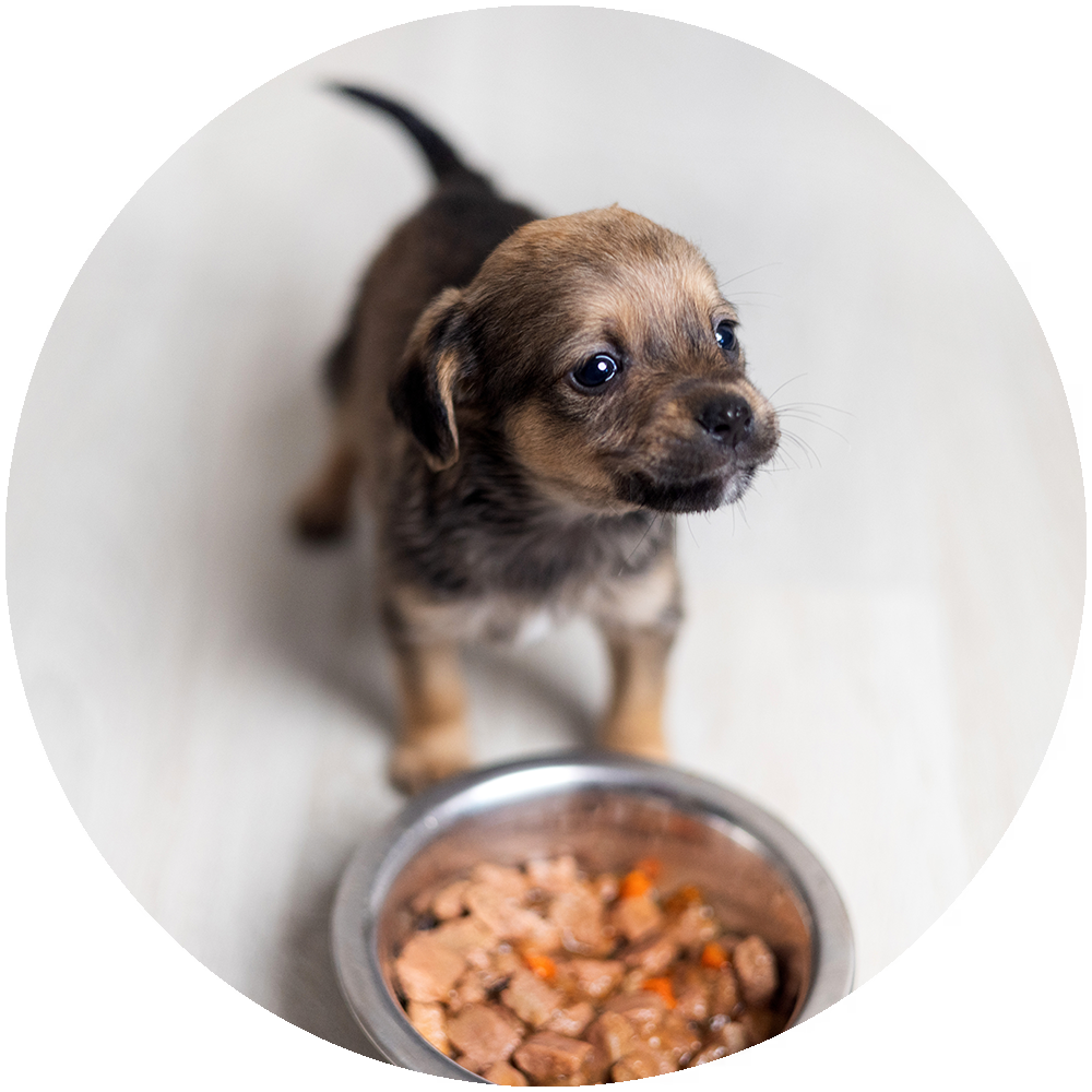 Comida húmeda para cachorros Comida húmeda para cachorros
