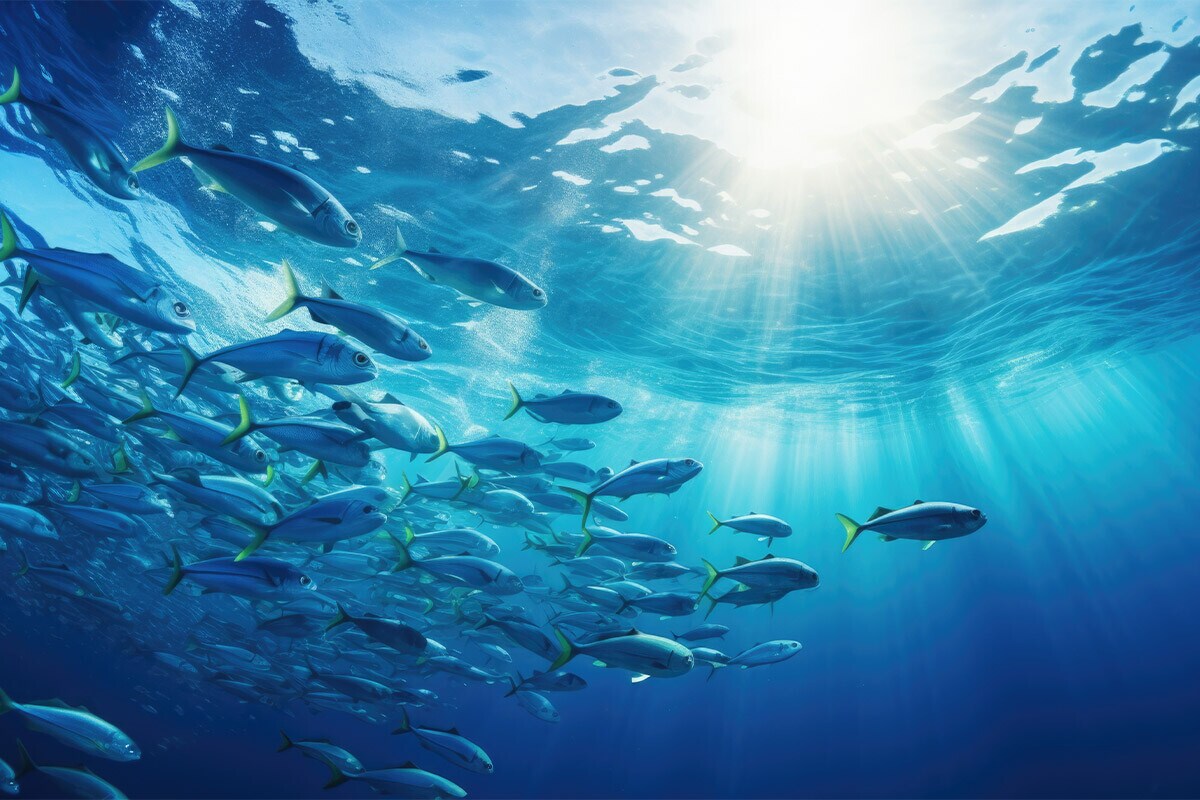 Pesca sostenible en el supermercado de El Corte Inglés Pesca sostenible en el supermercado de El Corte Inglés