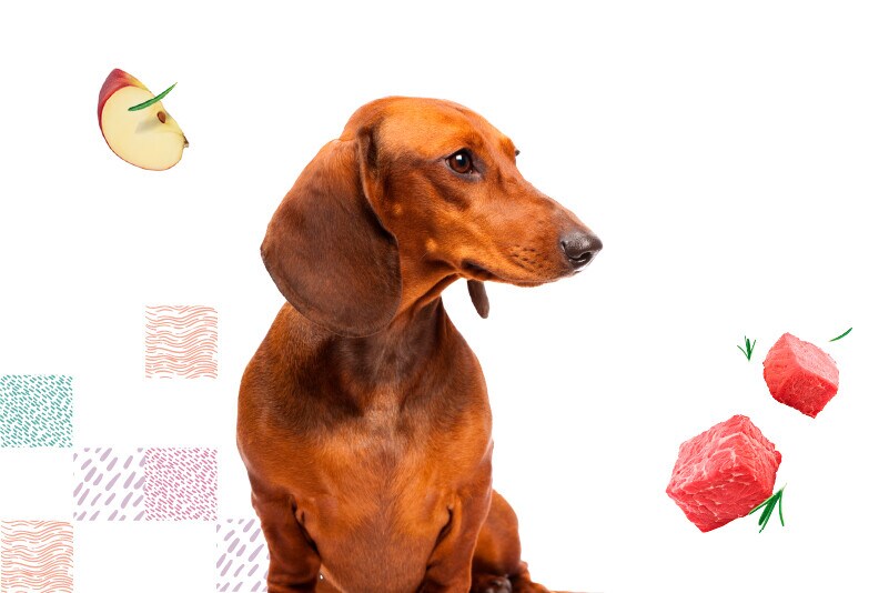 Perros Perros