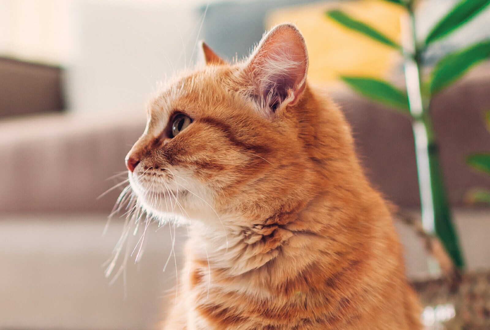 Nutrición natural para gato Nutrición natural para gato