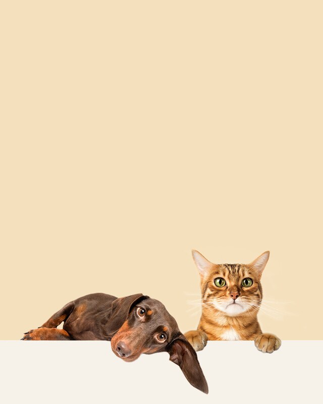 Animais Animais