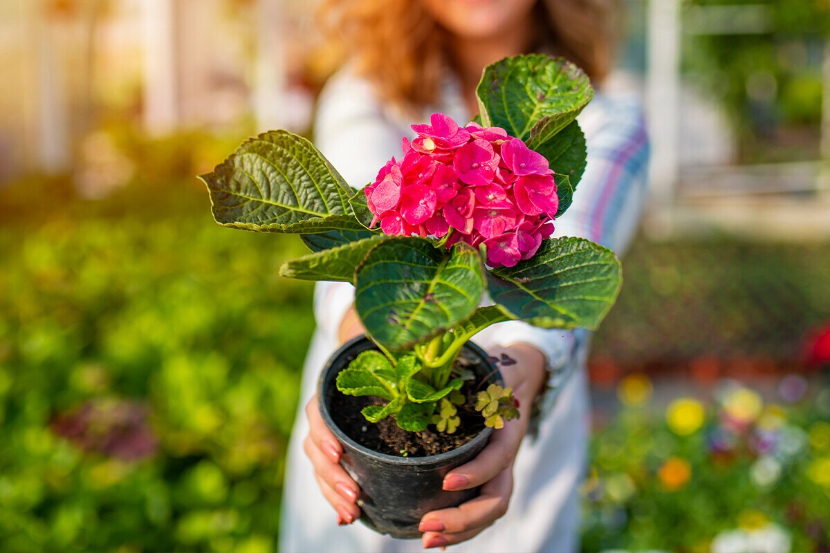 Vithal Garden ofrece soluciones especializadas en el cuidado de plantas con un enfoque de jardinería regenerativa, una jardinería que genera un impacto positivo. Las soluciones diseñadas para que cualquier persona pueda mantener su huerto y jardín de forma fácil y saludable. Vithal Garden ofrece soluciones especializadas en el cuidado de plantas con un enfoque de jardinería regenerativa, una jardinería que genera un impacto positivo. Las soluciones diseñadas para que cualquier persona pueda mantener su huerto y jardín de forma fácil y saludable.
