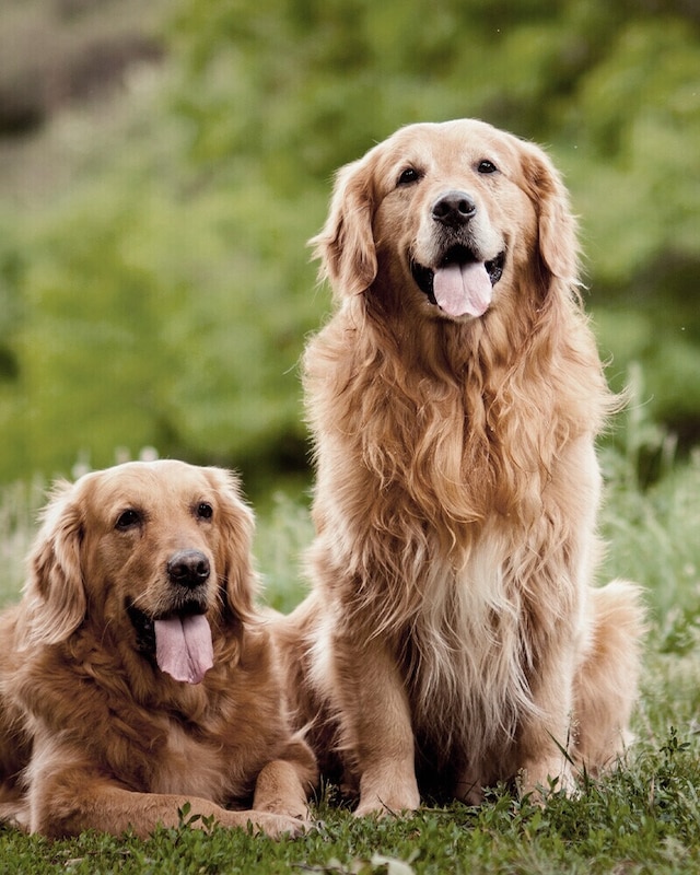Mascotas Mascotas