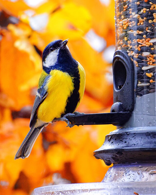 Comida para aves Comida para aves