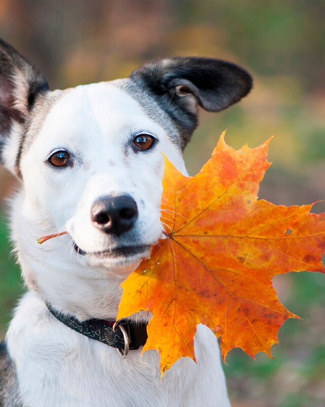 Comida para perros Comida para perros