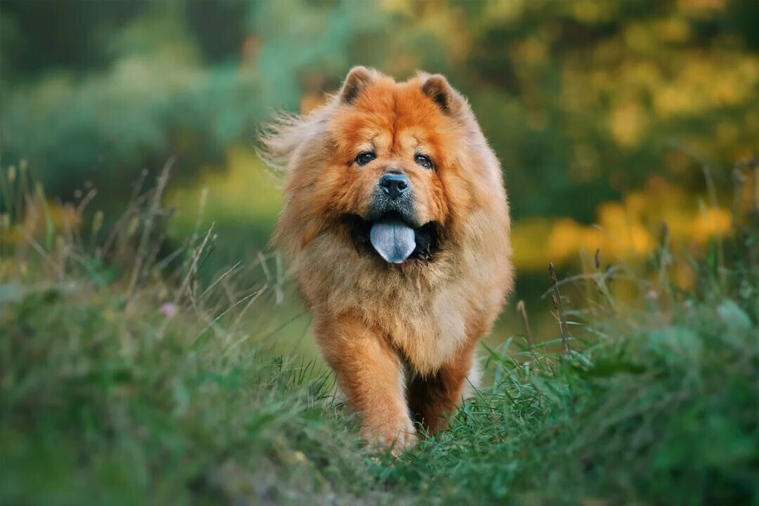 Chow chow Chow chow