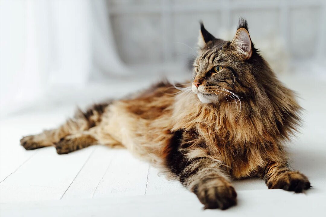 Maine Coon Maine Coon