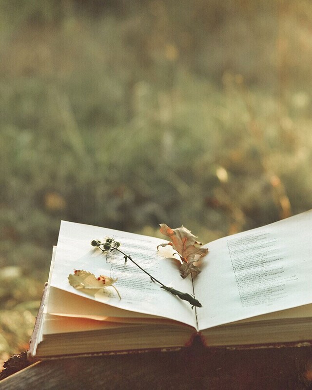 Poesía Poesía