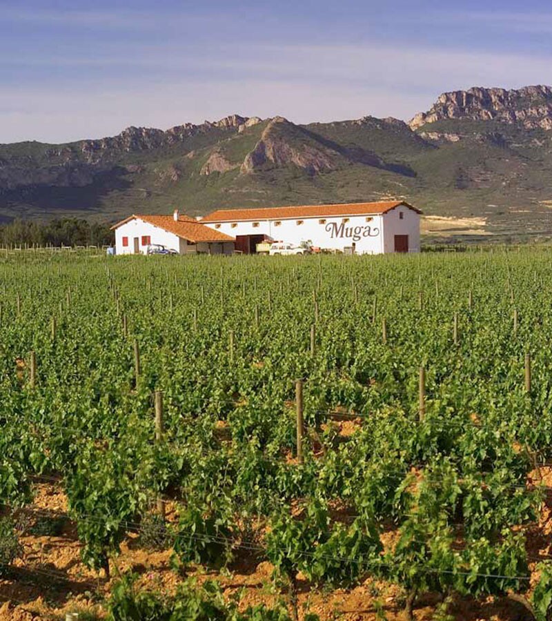 Viñedo Baltracones Viñedo Baltracones