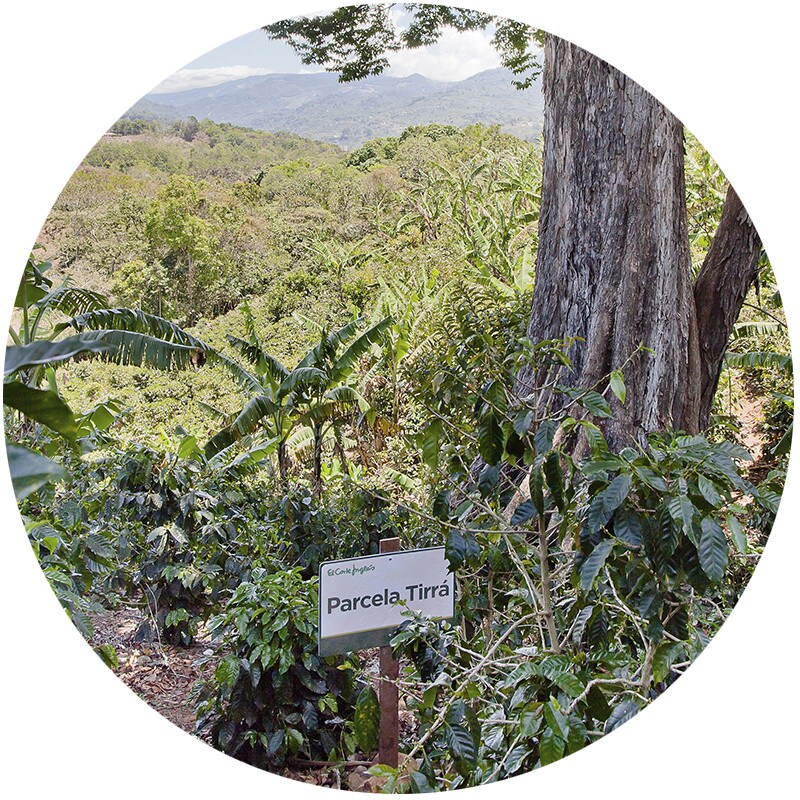 ORIGENES Cafe Costa Rica parcela tirrá ORIGENES Cafe Costa Rica parcela tirrá