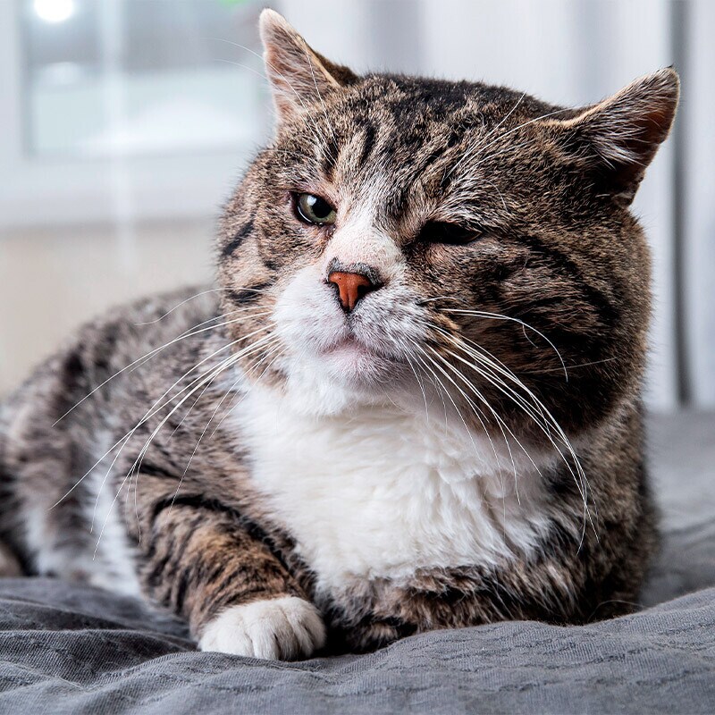 Comida para gatos senior Comida para gatos senior