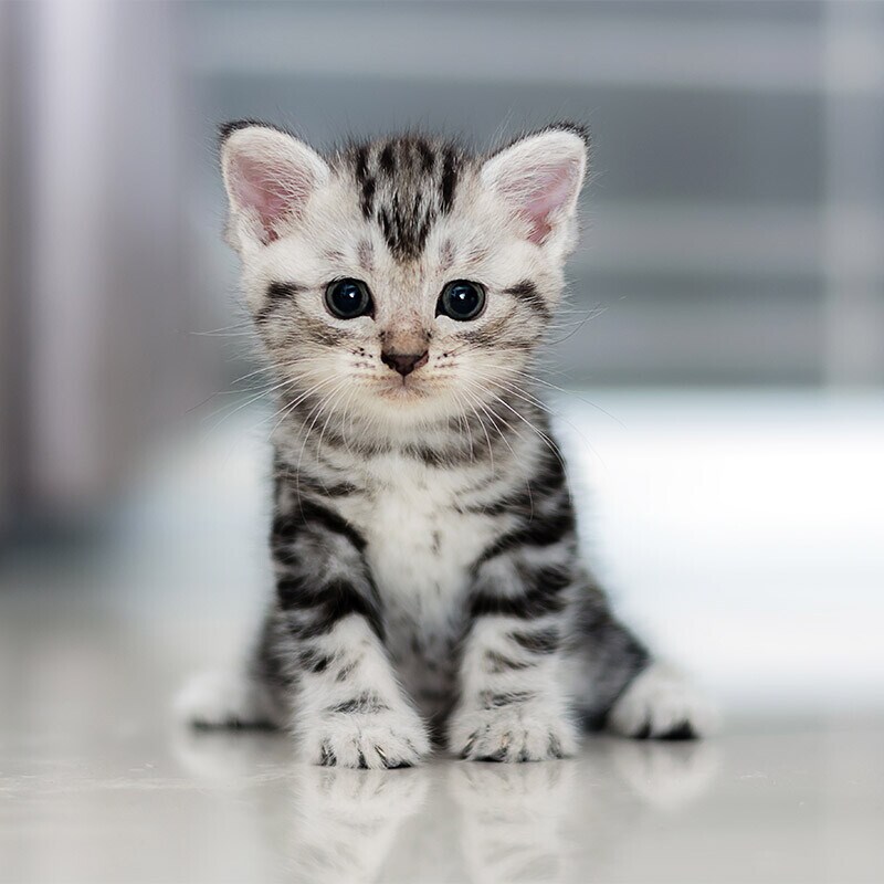 Comida para gatitos Comida para gatitos