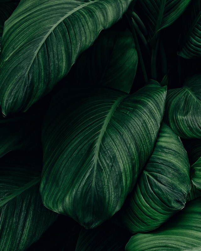 Sustentabilidade Sustentabilidade