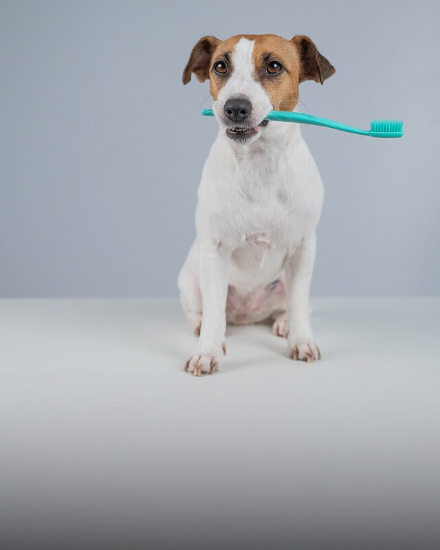 Higiene dental Higiene dental