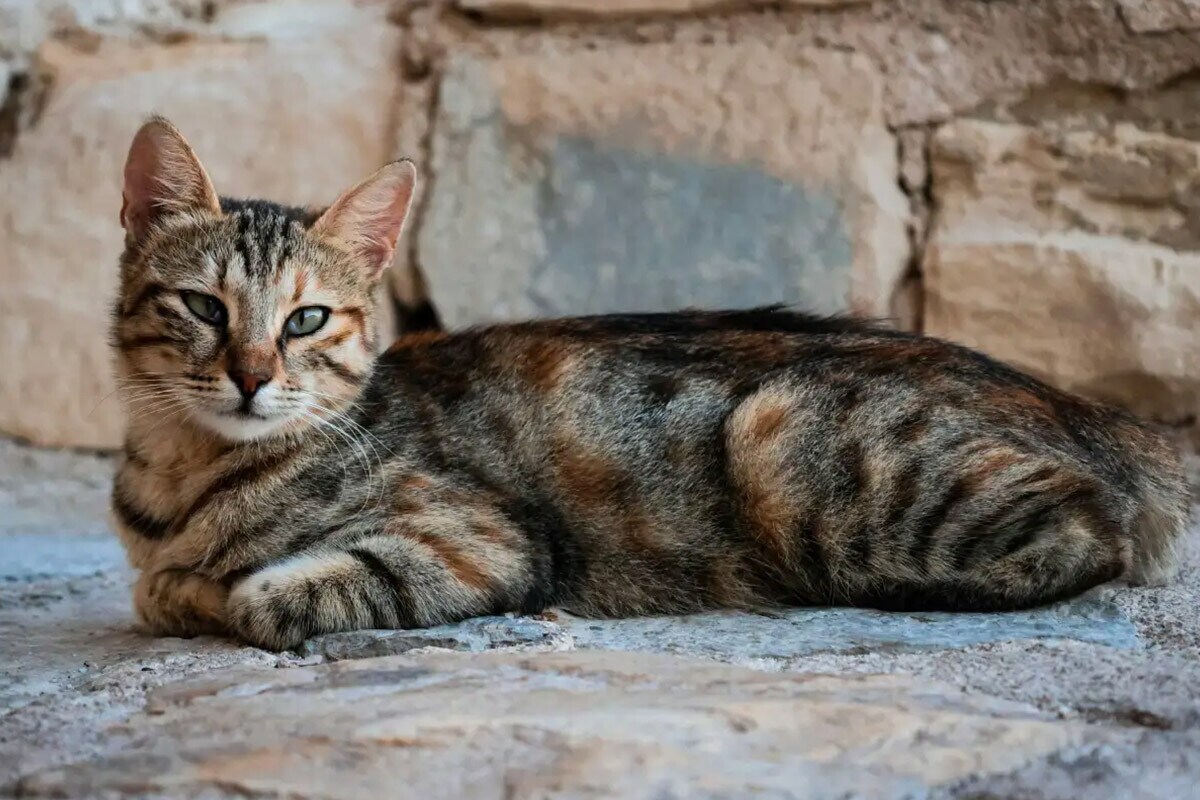 Gato común europeo Gato común europeo