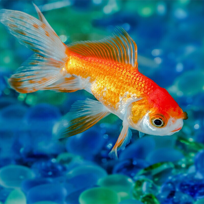 Comida para peces Comida para peces