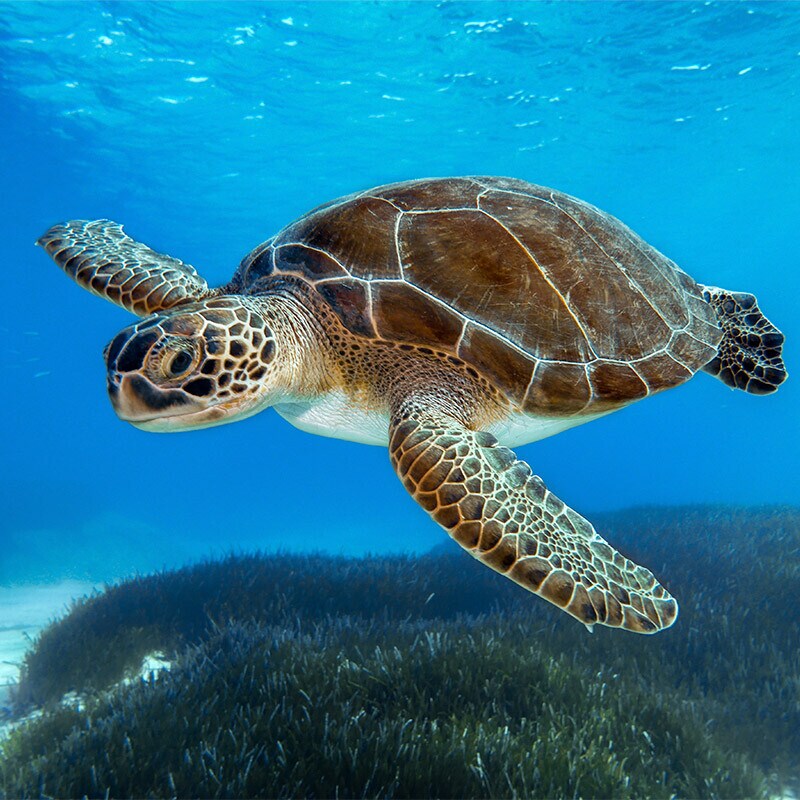 Comida para tortugas Comida para tortugas