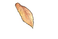 H_Contenido_SaborOtoño_hoja2