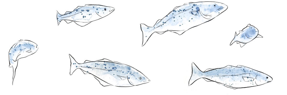 H_Contenido_Bacalao_DibPeces