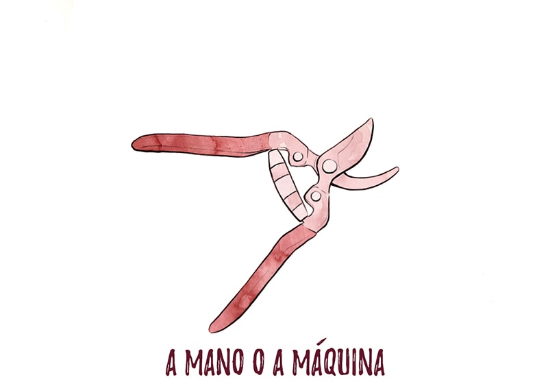 A mano o a máquina - Vendimia