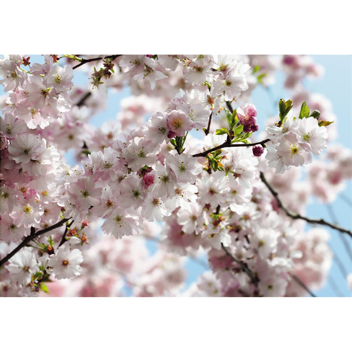 Papel de parede fotográfico Spring La Maison Multicolor-1