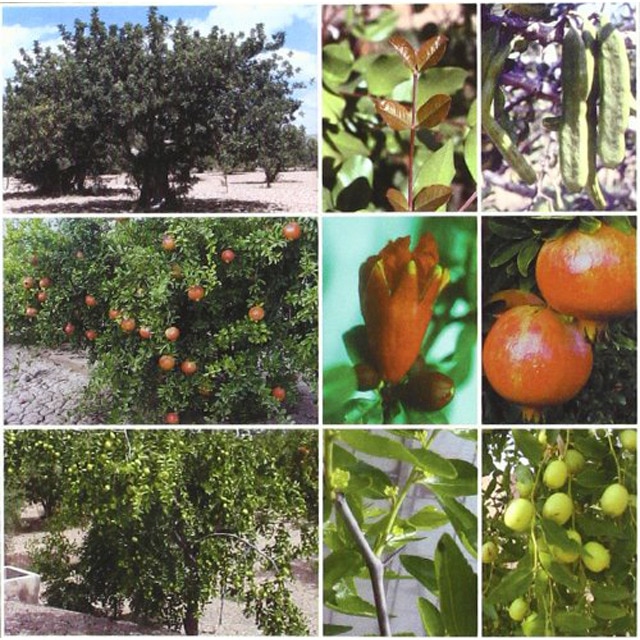 Imagen 0 de Tratado de fruticultura para zonas áridas y semiáridas  (Tapa blanda)