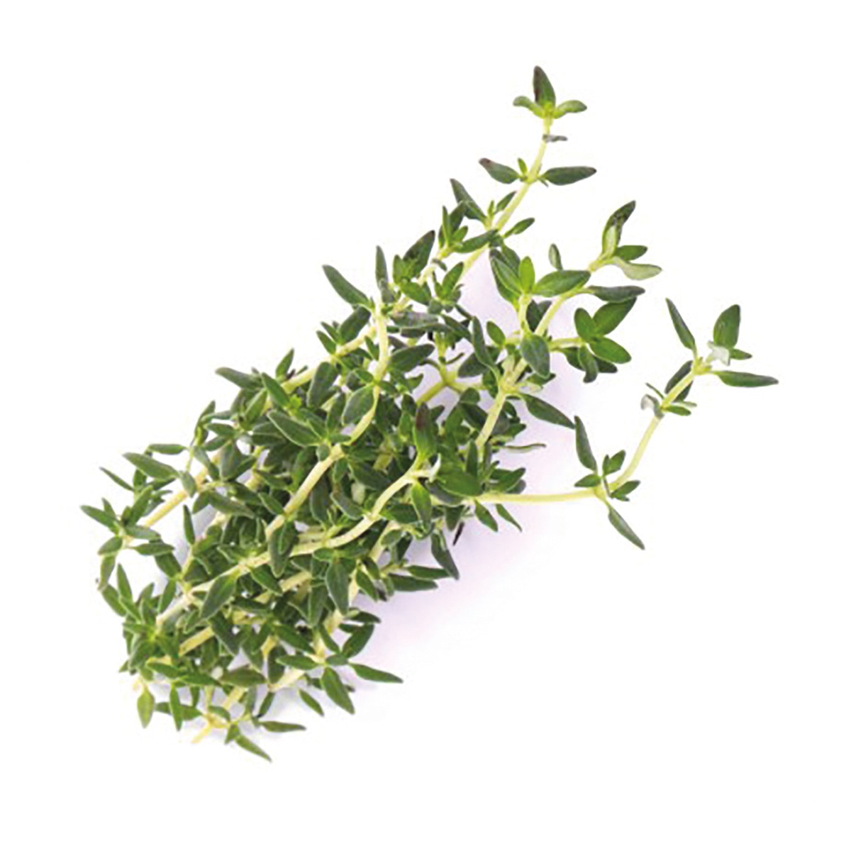 Tomillo Lingot® Veritable 2