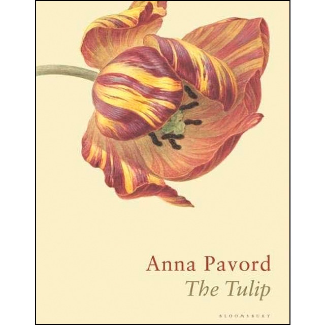The tulip 1