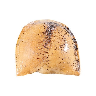 Empada Seitan com Alga Kombu Biológica embalagem 100 g - Próvida