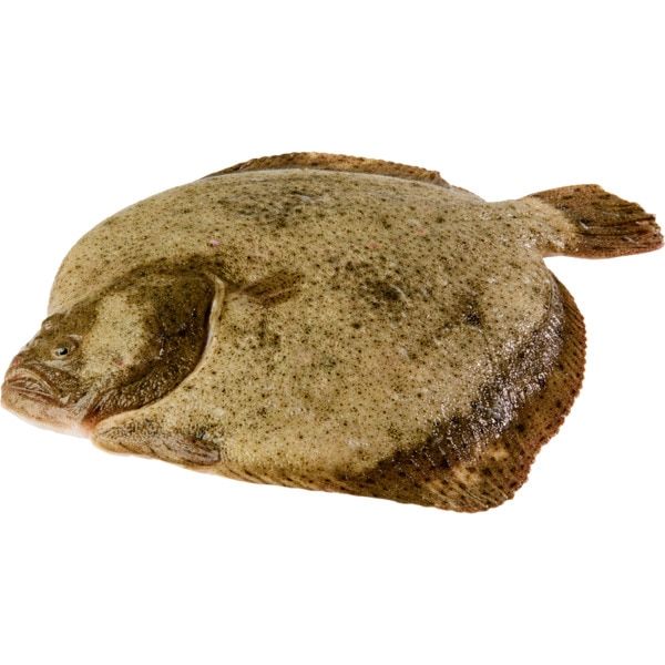 Pregado de Mar Peso Aproximado por unidade 1,5 kg