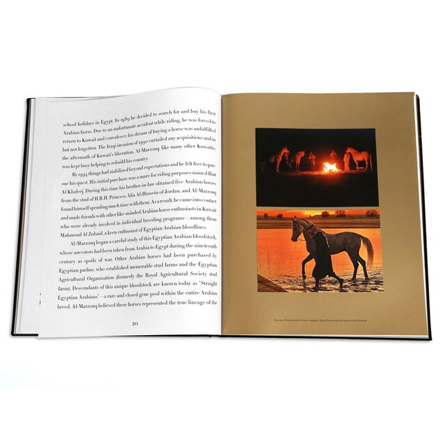 Arabian horses 7