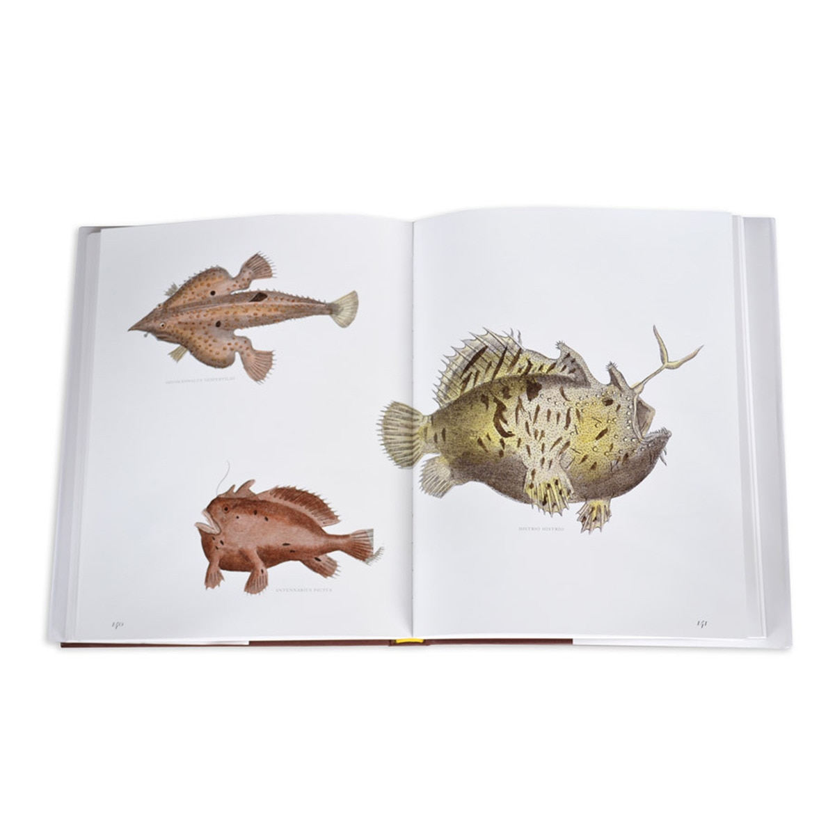 Lost fish 10