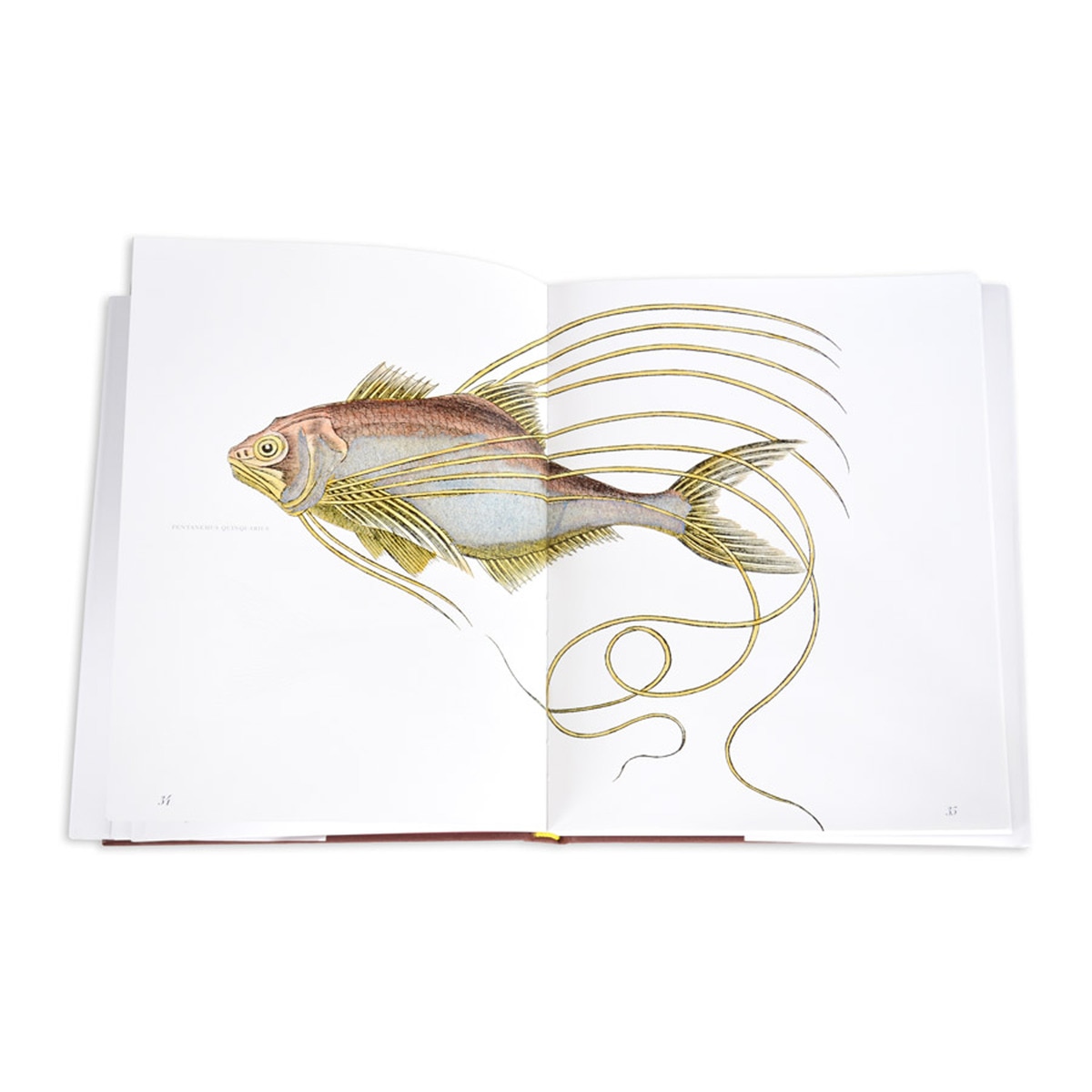 Lost fish 7