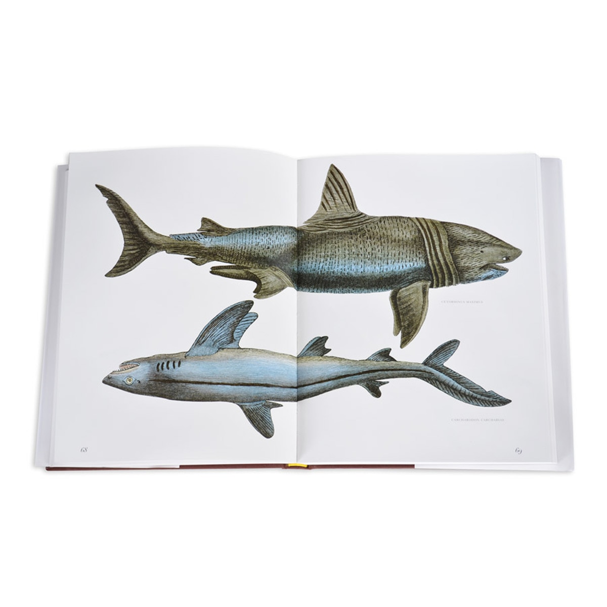 Lost fish 9