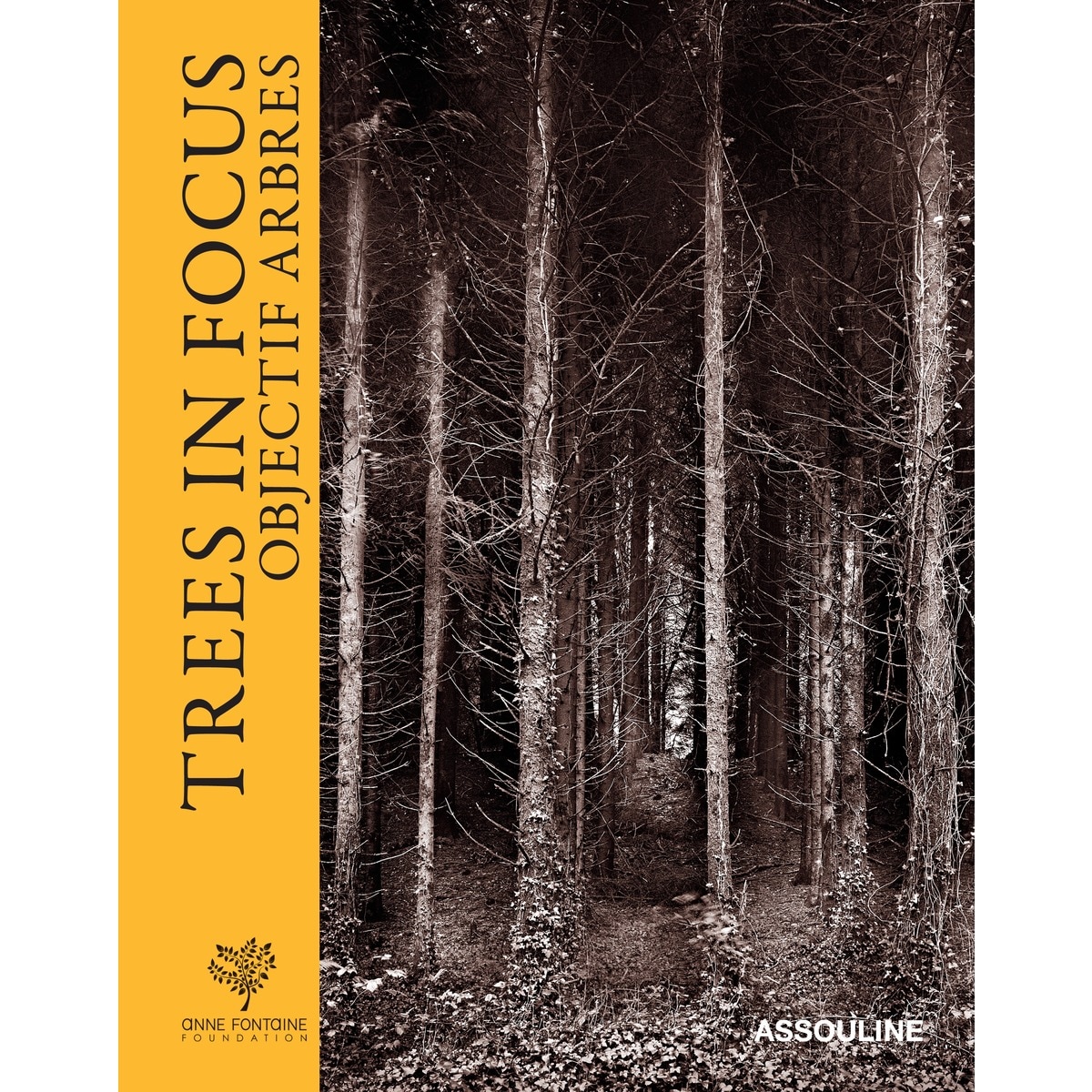 Trees in focus 2