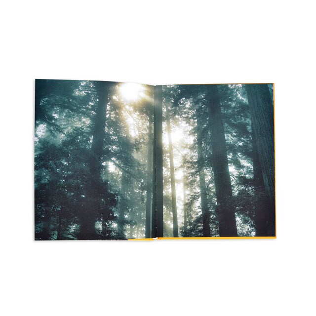 Trees in focus 6