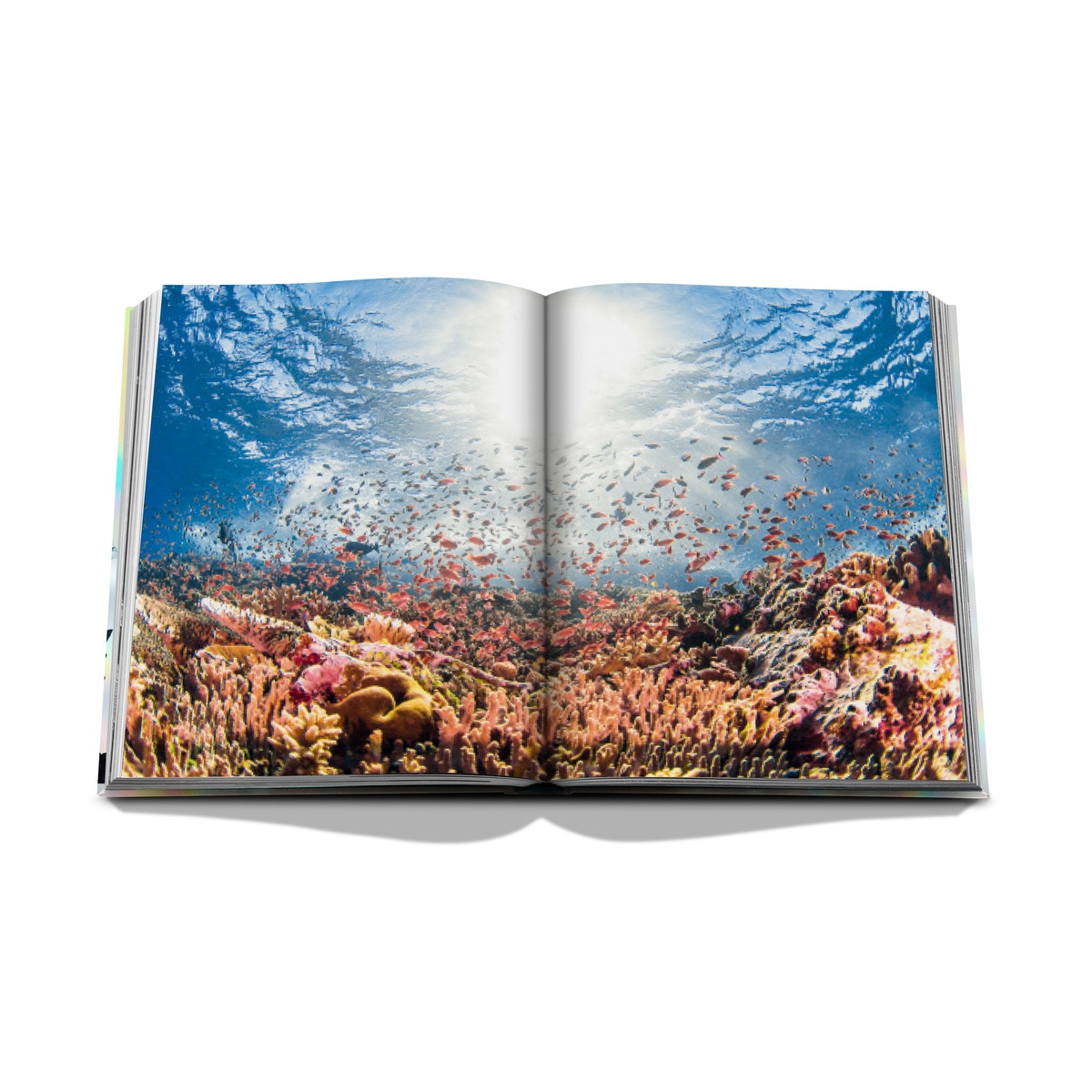 The coral triangle by chris leidy 11