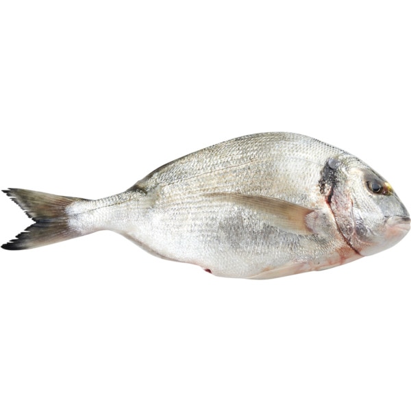 Dourada do Mar Peso Aproximado por unidade 1,5 kg