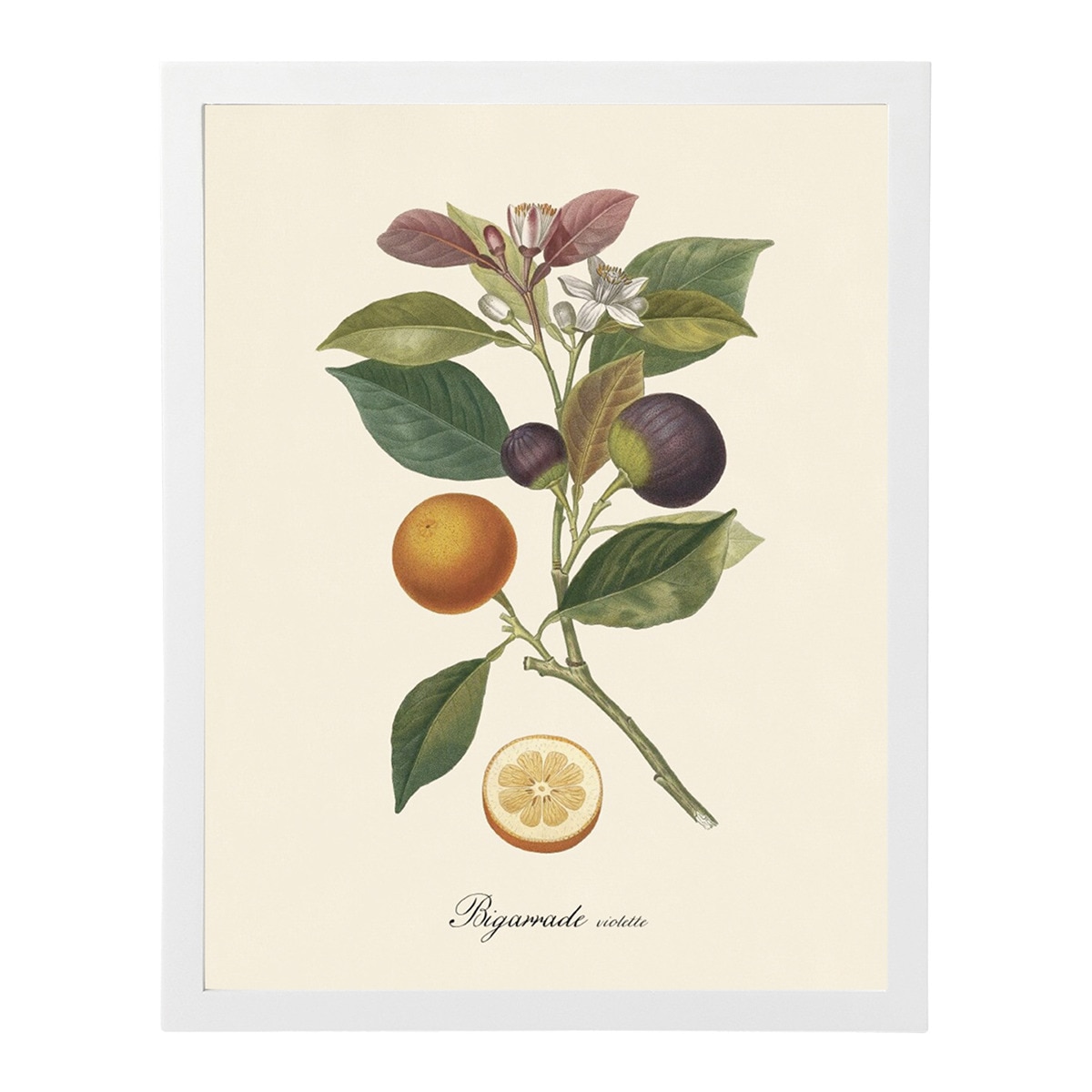 Imagem 0 de Impressão de Laranjas e Figos de Dybahl + Moldura Thor